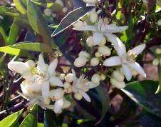 ) Fungicidy (Thymus sp.