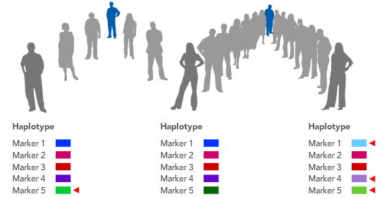 Metody studia historie a původu populací Lze ji studovat: 1) na chromozomu Y nebo v mtdna sledujeme sestavy mutací: haplotypy typická sestava mutací haploskupiny podobné