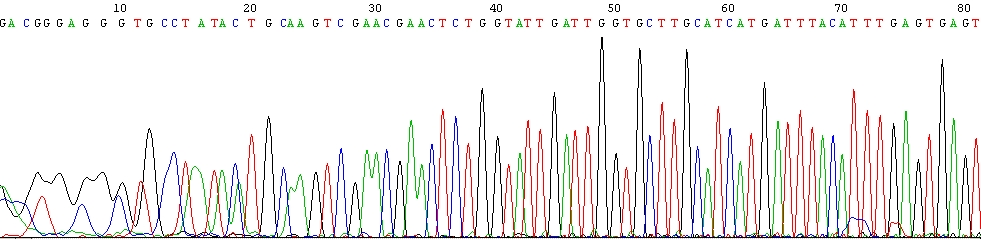 Identifikácia klonov Prečistené amplikóny sa naklonovali do vektora pdrive (Qiagen) pomocou súpravy PCR Cloning Kit (Qiagen) a kompetentných buniek E. coli DH5α.