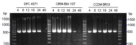 RT-PCR U vybraných 12ti kmenů L. helveticus byla potvrzeno, že všechny PGH geny jsou přepsány do mrna po 12ti hodinách růstu v MRS.