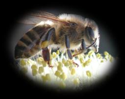 Včelař Získané odborné kompetence obsluhovat včelstva v průběhu celého včelařského roku, provádět výběr a