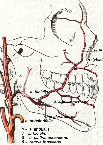 Částečně podle Feneise a. angularis a. labialis superior a.