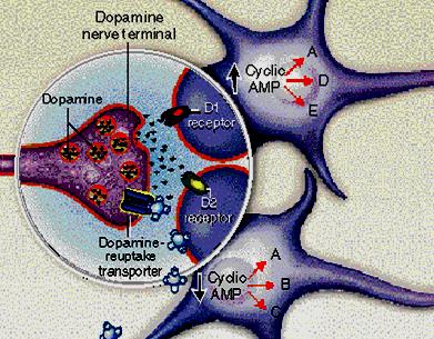 Dopaminergní synapse FP-CIT IBZM Pre-synaptic