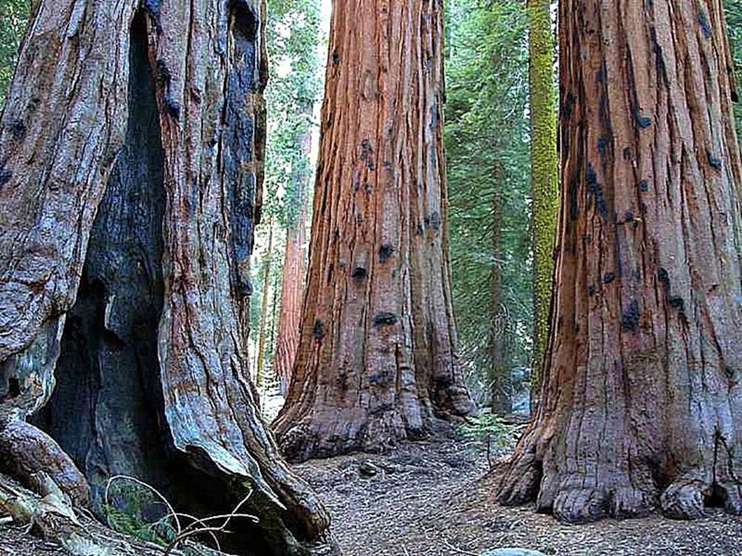 Sherman tree, lcated in the Giant Frest, The General Sherman Tree is neither the tallest knwn living tree n Earth nr the widest nr is it the ldest knwn living tree n Earth but is