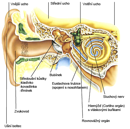 Samotný proces slyšení nebyl doposud dostatečně vyjasněn, je jasná anatomická stavba sluchových orgánů, nicméně není zjištěno, jak dochází k přenosu zvukových vln z lymfy v uchu na nervová zakončení).