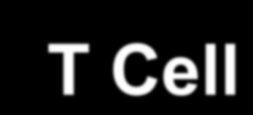 Interakce APC and T lymfocytů B7 (CD80/86) CTLA-4 Activation B7 (CD80/86) CD28 Activation