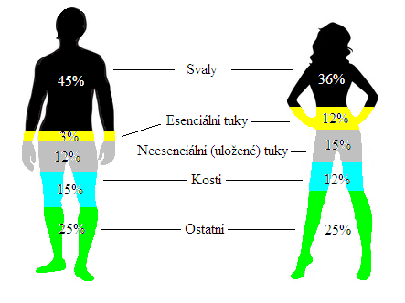 4ROZDÍLY MEZI MUŽEM A ŽENOU části těla části těla Vzhledem k rozdílnostem mezi mužem a ženou, jako je stavba těla a menší síla, je téměř jasně předurčeno, kdo by mohl při fyzickém kontaktu zvítězit.