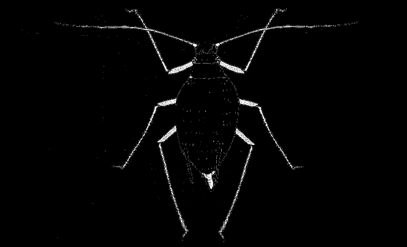 Acyrthosiphon malvae (Mosley, 1841) - kyjatka muškátová Velikost těla 1,2 až 3,2 mm, zelné nebo růžově červené barvy. Prokázáno nejméně 5 poddruhů, jenž má své geografické rozšíření.