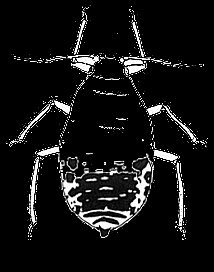 Aulacorthum solani (Kaltenbach, 1843) - kyjatka zemáková Velikost těla 1,8-3 mm, žlutozelené až zelené zbarvení. Škodí na více než 536 druzích rostlin: např.