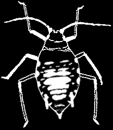 Myzus ascalonicus Doncaster, 1946 - mšice česneková Mšice 1,1-2,3 mm dlouhá, nažloutlá až hnědě zelená.