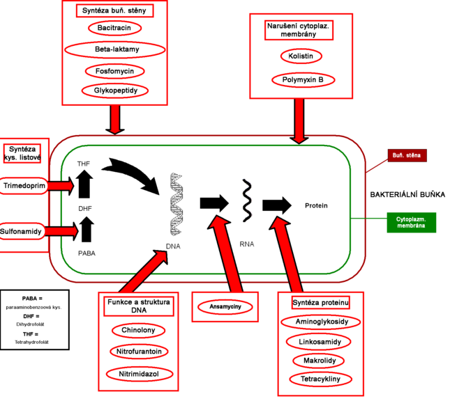 Mechanismus účinku antibiotik Autor: Bodlina, licence Creative Commons