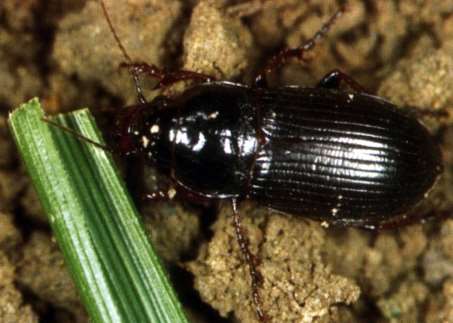 Hrbáč osenní - Zabrus tenebrioides brouk je 14 až 17 mm, larva je bělavá s tmavohnědou až černou hlavou a předohrudí a na vrchní straně ostatních hrudních a zadečkových článků má hnědá políčka -