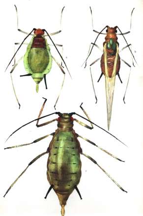 Mšice na obilninách mšice střemchová Rhopalosiphon padi je tmavě zelená až olivově hnědá, 1,7 až 2,2 mm velká mšice.