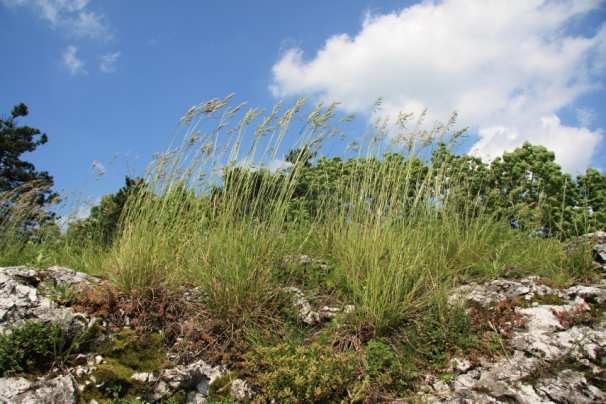 Širokolisté suché trávníky (svaz Bromion erecti Koch 1926) představují maloplošné, zapojené a jen vzácně mezernaté travinobylinné porosty výslunných svahových poloh, hřebenů pahorků s vyhraněnou