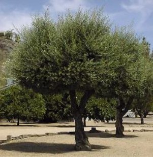 Nejkvalitnější druhy olejů se dělají z poldů olivovníku a podzemnice