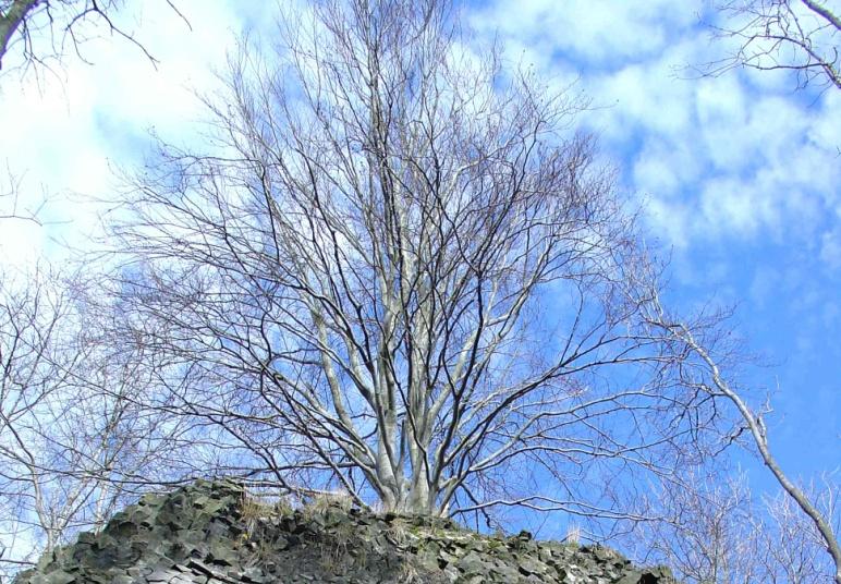 Některé druhy se v blízkosti minimální nebo maximální hranice přizpůsobivosti stávají neaktivní zimní spánek některých živočichů vegetační klid rostlin sporulace bakterií a tím