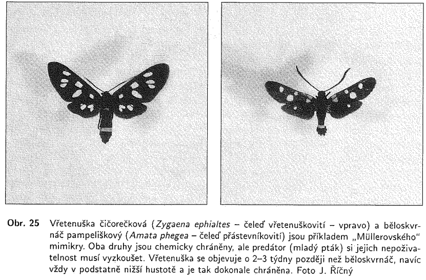 Jejich vznik mohl být podmíněn charakterem jednotlivých stanovišť a vyskytují se mozaikovitě v celém areálu, nebo mají podobu geografické subspecie, jak to známe například u vrány obecné (Corvus