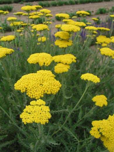 Trvalky a / 13 Achillea Coronation Gold -