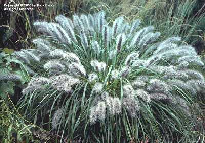 cm b / 4 Pennisetum alopecuroides Weserbergland