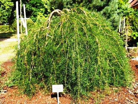 Osazovák Dřeviny 1/1 Caragana arborescens Walker - čimišník obecný Walkerův