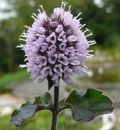 8) Máta vodní Do čeledi hluchavkovité (Lamiaceae) patří máta vodní (Mentha aquatica).