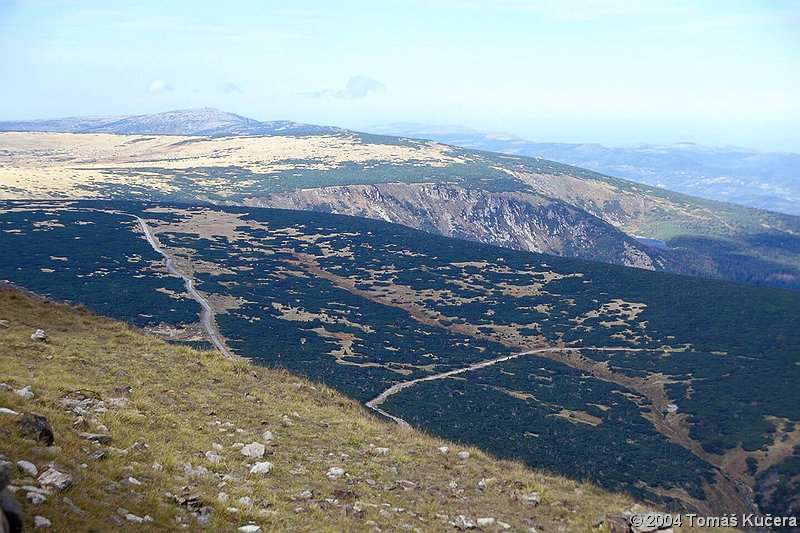 Kleč, kosodřevina Krivolesje,