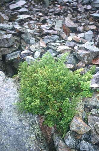 Alpínské skály a droliny Cryptogramma crispa Foto M.Kočí A6 Acidofilní vegetace alpínských skal a drolin (8110) Svaz Androsacion alpinae: Cryptogrammetum crispae. Svaz Juncion trifidi (také A1.1 a A2.