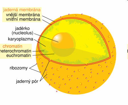 Buněčné jádro Jadérko Karyoplazma Chromatin -