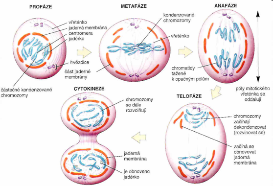 Dělení buněk - Mitóza dělení somatických (tělních, diploidních) buněk - Meióza = redukční dělení vznik pohlavních buněk MITÓZA: