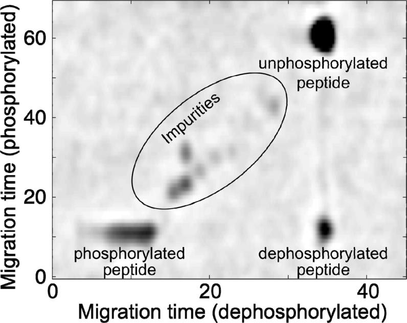 Obrázek 7: Elektroforetická analýza fosforylovaného peptidu a jeho nefosforylované formy [30] Směs fosforylovaného a nefosforylovaného peptidu byla analyzována pomocí diagonální CE (obr. 9).