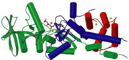 Adenylate cyclase toxin - cytolysin AC domain RTX hemolysin moiety T25 T18 Principal CD11b/CD18 binding segment 1 400 500 700 1000 1706 N C I II CBS III Hydrophobic