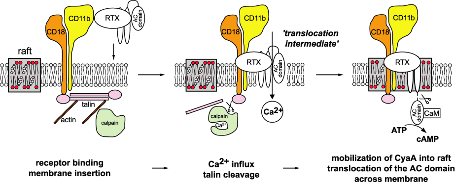 Bordetella adenylate cyclase toxin hijacks its β 2 integrin receptor into lipid rafts to