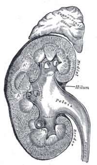 Nadledviny Adrenal cortex mesoderm Zona glomerulosa tvorba mineralokortikoidů Zona