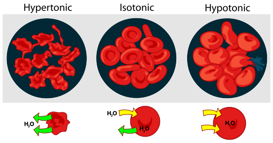 Člověk jako termodynamický systém 37 Erytrocyt v hypertonickém, isotonickém a hypotonickém prostředí. Zdroj: http://cs.wikipedia.org/wiki/soubor:osmotic_pressure_on_blood_cells_diagram.svg 3.2.