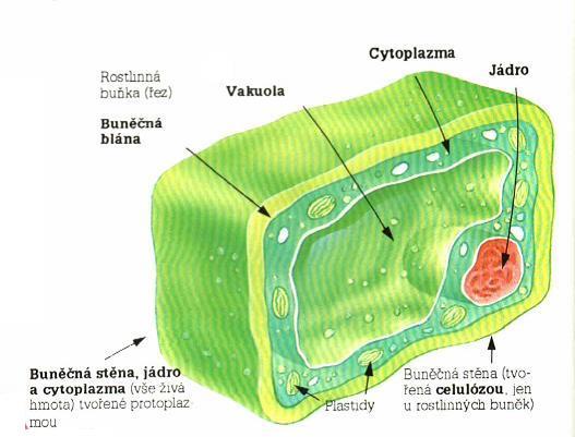 Živočišná buňka