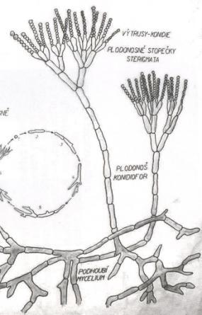 Rozmnoţování mikroskopických hub vegetativní o fragmenty mycelia o pučení nepohlavní částice o fruktifikační orgány o konidie, sporangiospóry pohlavní o pohlavní orgány