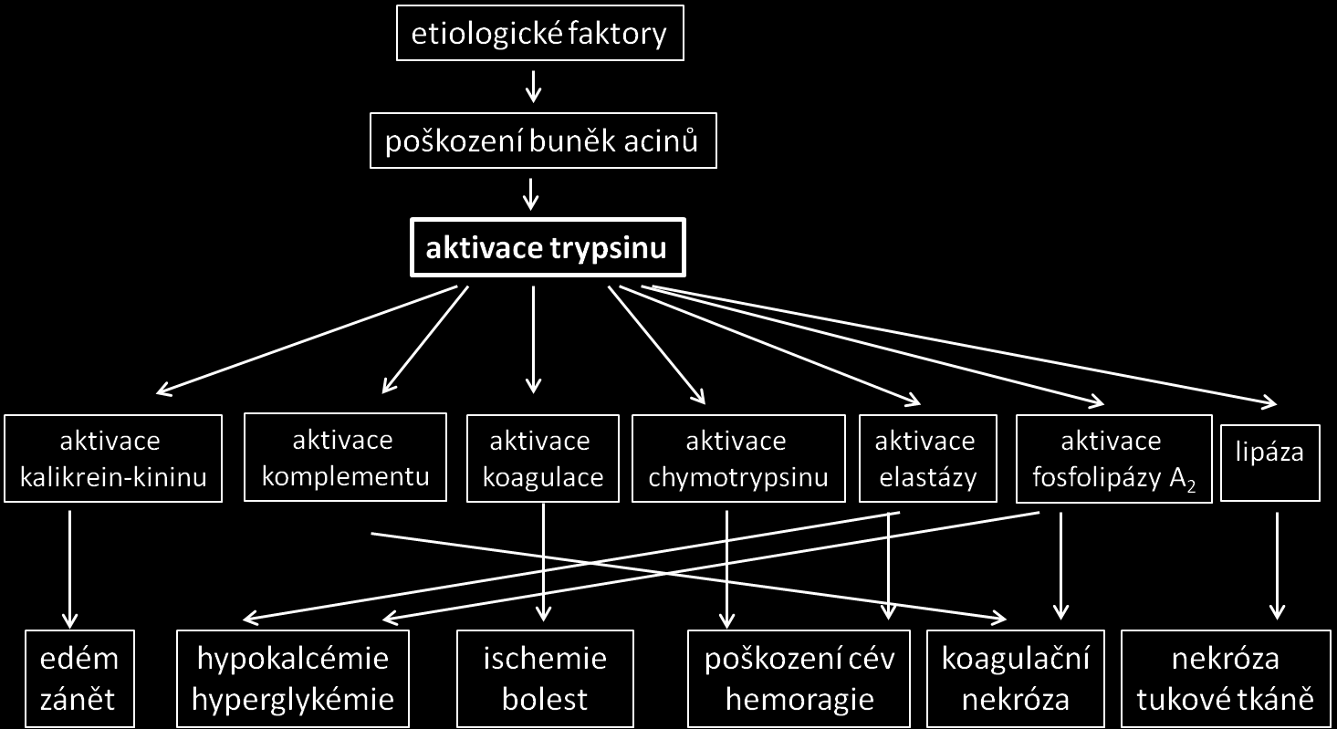 3. Poruchy funkce pankreatu Endokrinní pankreas (inzulin, glukagon, somatostatin) Exokrinní pankreas (trypsinogen, chymotrypsinogen, proelastáza, prokarboxypeptidáza A a B, -amyláza, pankreatická