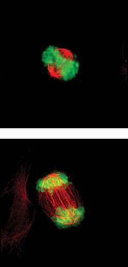 Detekce mitotických buněk Histon H3 je specificky fosforylován během mitózy