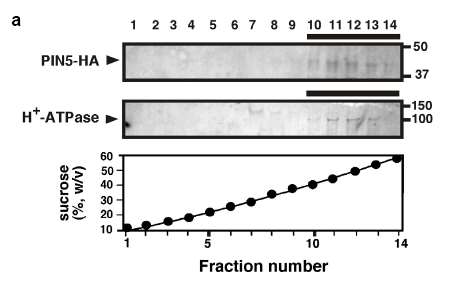 Heterologous overexpression of AtPIN5 in yeast PIN5 is on PM PIN5