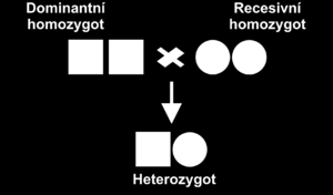 Základní pojmy III homozygot (homozygotní) = jedinec nebo genotyp se dvěma shodnými alelami v daném lokusu