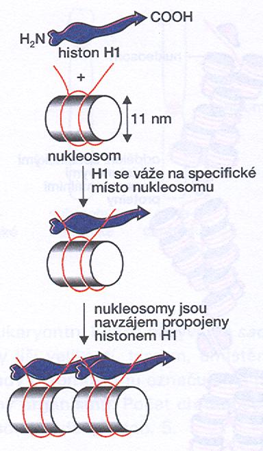 Histony v jedné buňce asi 60 miliónů molekul histonů 1.