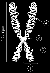 Stavba chromozomů 1 chromatida 2 centromera 3 krátké rameno chromatidy