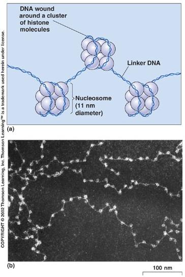 korálky na šňůrce histony opouští DNA jen při replikaci při transkripci zůstávají