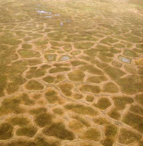 Hlavní environmentální faktory prostředí tajgy Klima: - chladné boreální klima s dlouhou a velmi chladnou zimou - průměrná roční teplota je nižší než 0ºC - průměrná teplota nejteplejšího měsíce