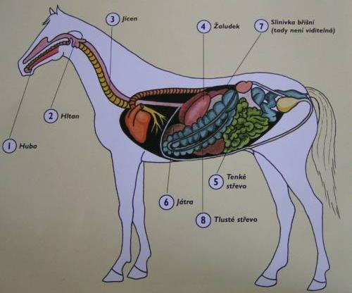 Slinivka břišní- pankreas Trávicí soustava koně Felixi, jaké rozeznáváme