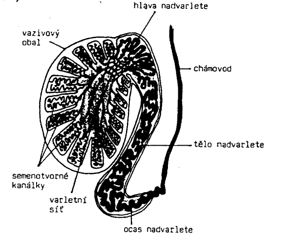 krevní cévy v bělavém obalu varlete, 3. hlava nadvarlete, 4. tělo nadvarlete, 5. ocas nadvarlete, 6. chámovod, 7.