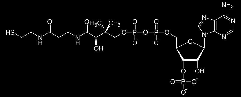 Vitamin B5 (pantothenová kyselina) Vázaná v