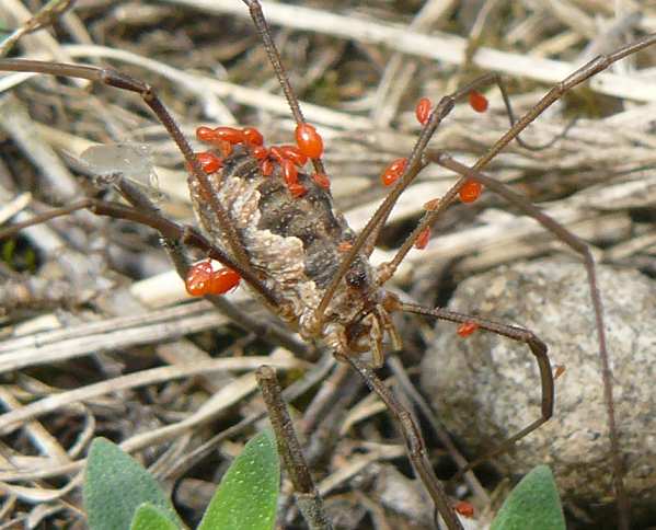 ..10 Nová lokalita plachetnatky Piniphantes pinicola (Simon, 1884) v České republice...12 Nová lokalita sekáče Trogulus closanicus Avram, 1971 v České republice.