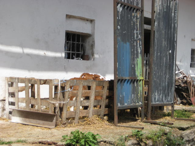 Obr. 2: Tradiční klasický odchov narozených telat u staré rekonstruované stáje farmy