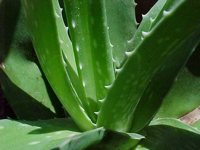 Aloe vera saponiny, antrachinony vedou k poškození tráv.aparátu průjem, zvracení dále poškození červ.